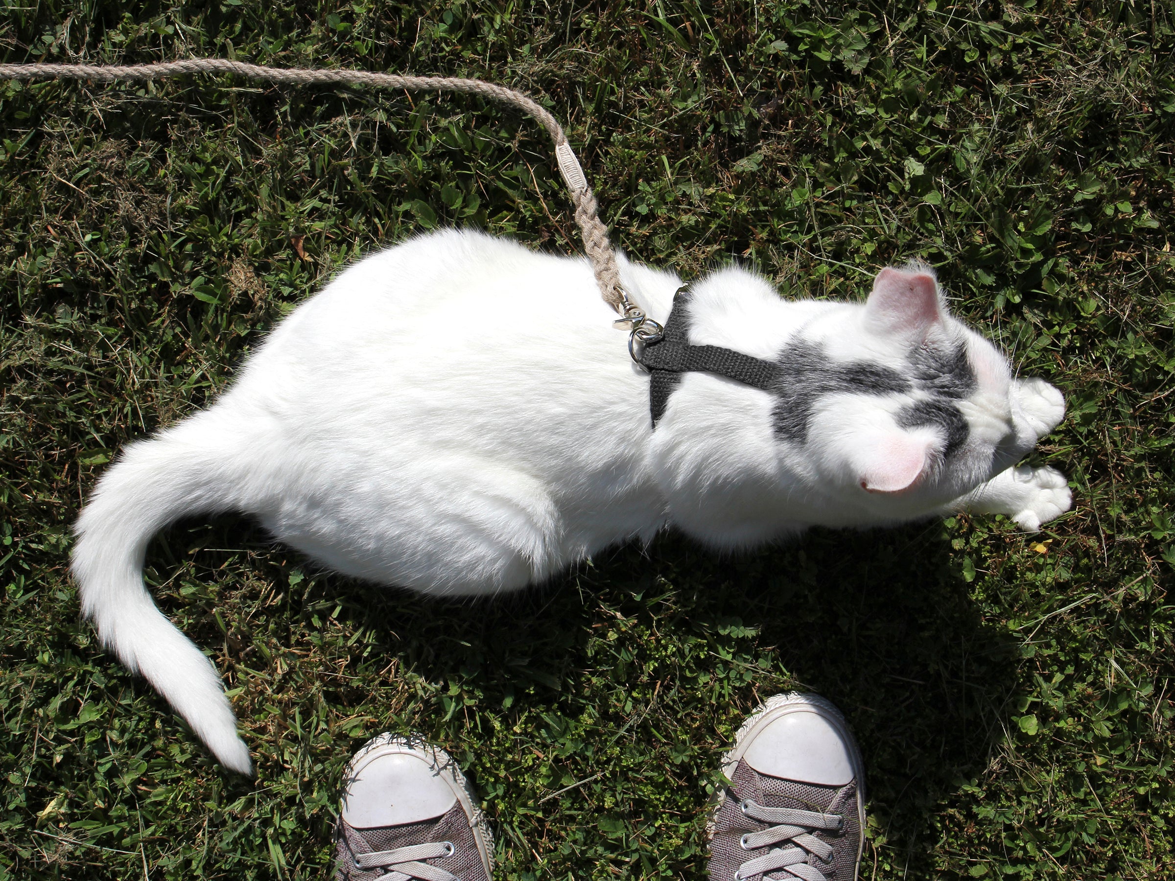 Black Just Hemp H-Style Cat Harness