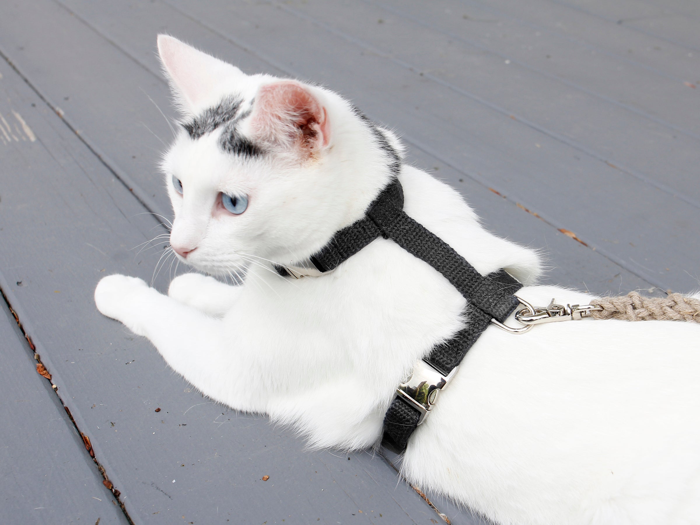 Black Just Hemp H-Style Cat Harness