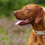 Solo collar de perro de cáñamo