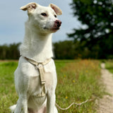 Natural H Harness For Dogs