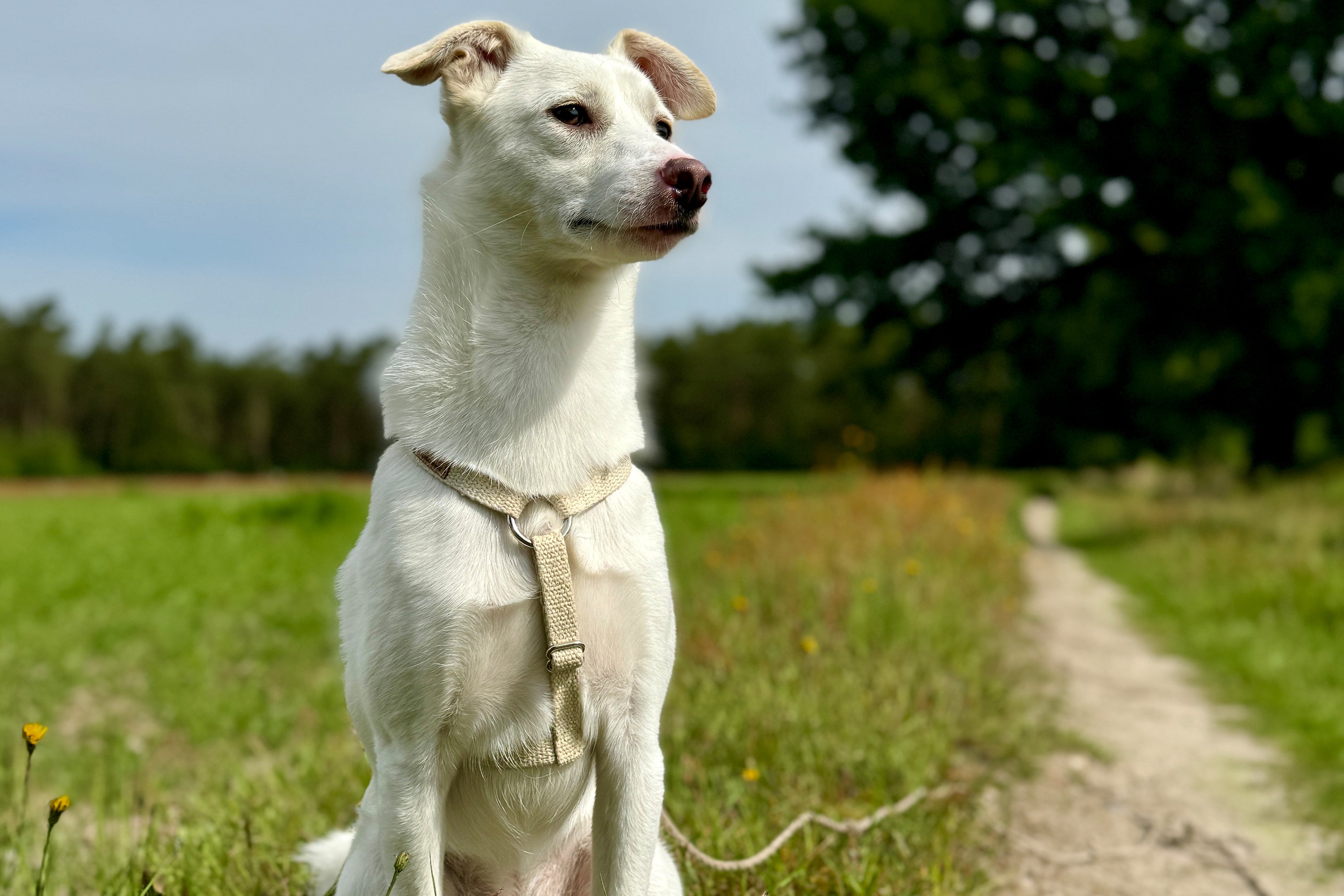 Natural H Harness For Dogs