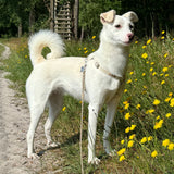 Natural H Harness For Dogs